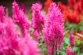 bright vivid pink Celosia Plumosa flower, commonly known as the plumed cockscomb or silver cock`s comb Royalty Free Stock Photo